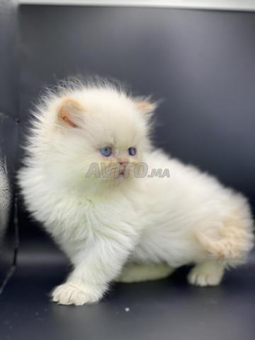 قطة فارسية - 2