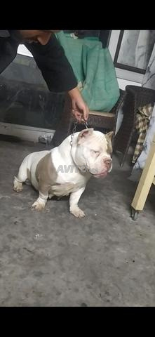 بولي أمريكي - 2