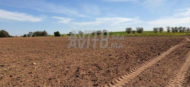 أرض للبيع 2 هكتار - 2