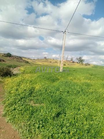 Terrain agricole avec logement - 2