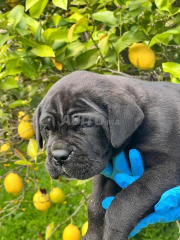 جرو كانيكورسو ذكر رائع