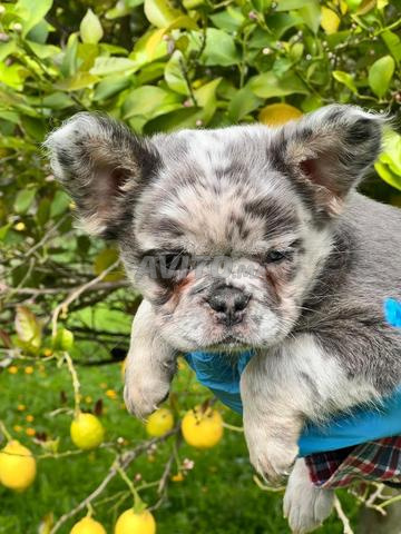 كلب صغير لسكن صغير