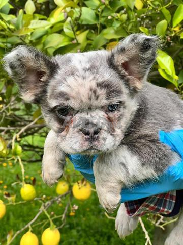 Magnifiques chiots Bouledogue Français Fluffy