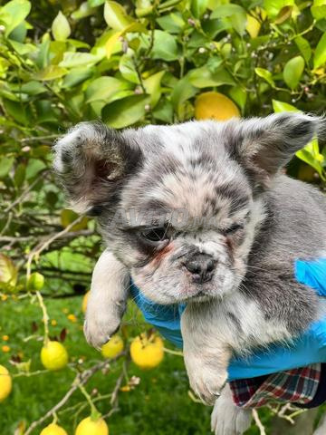 جرو بولدوج فرنسي رائع منفوش