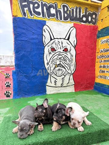 كلب بولدوج فرنسي