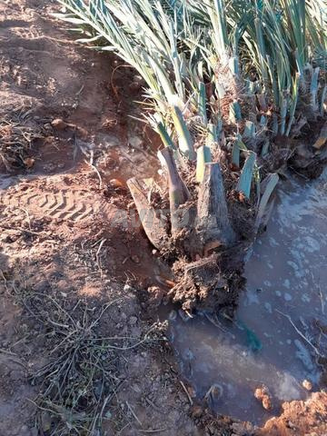 Jeunes plants de Majhoul et de concombre arménien