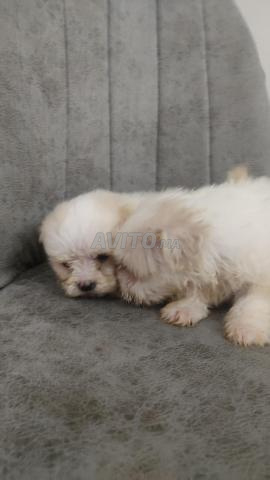 بيشون مالطي