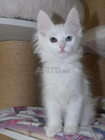 قط اونغورا تركي