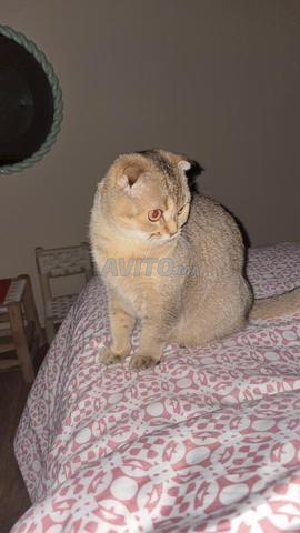 قط سكوتش فولد