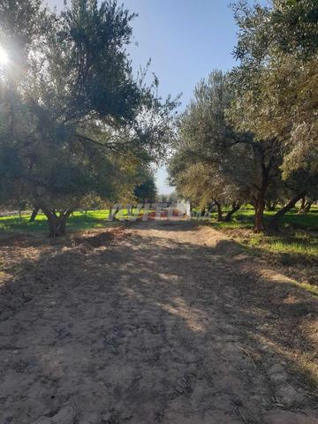 Vente Terrain nu de 1000 m2 à Marrakech - 2