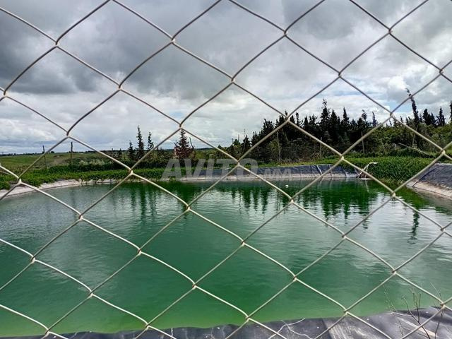 مزرعة أفوكادو للبيع على بعد 16 كم من تيفلت