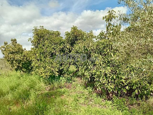 Ferme d'Avocatier à 16km de Tiflet à Vendre - 2