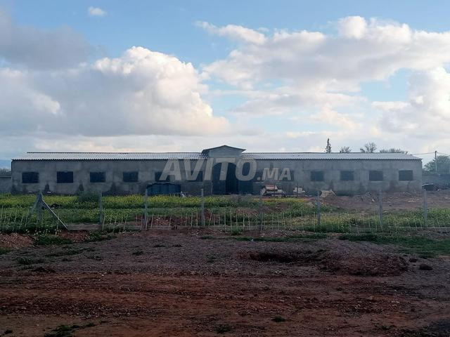 Depot 540 m² terrain 5000 à 8000 m² Marrakech - 2