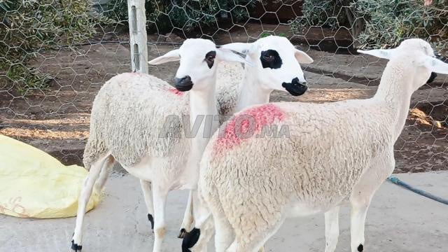 Kina 30 agnelles sardes bonnes