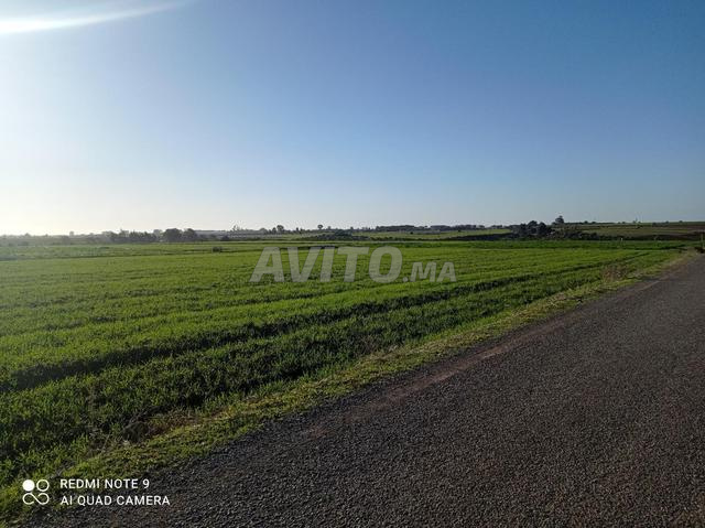 Hectare 6000 mètres à vendre - 2