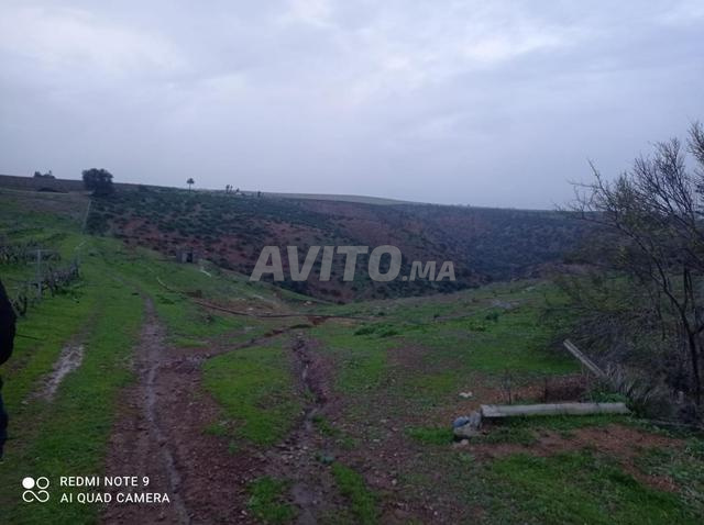5 هكتارات للبيع نواحي بوزنيقة - 2