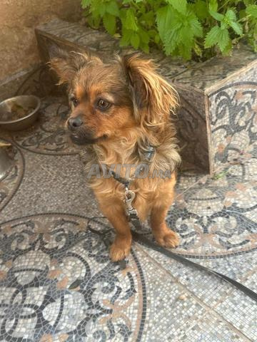 Chien pikinoia femelle 9mois