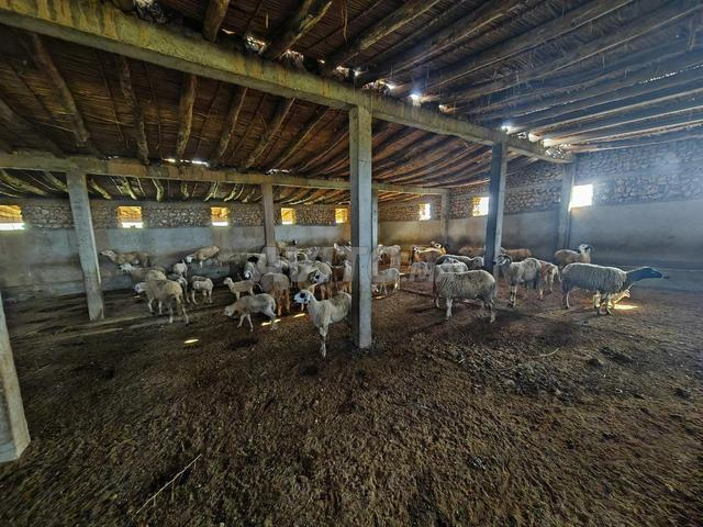 Ferme Mzodia - 2