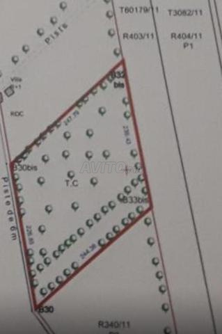 أرض فلاحية بوعارك الناظور - 700 شجرة زيتون - 2