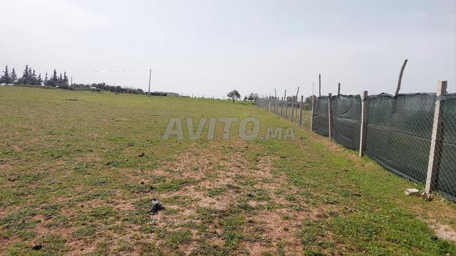 Terrain titre 5000m2 Ain johra Tiflet - 2