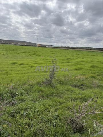 3 hectares à vendre - 2