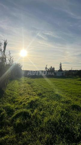 أرض فلاحية مجهزة 4 هكتار للبيع بنواحي تفلت - 2