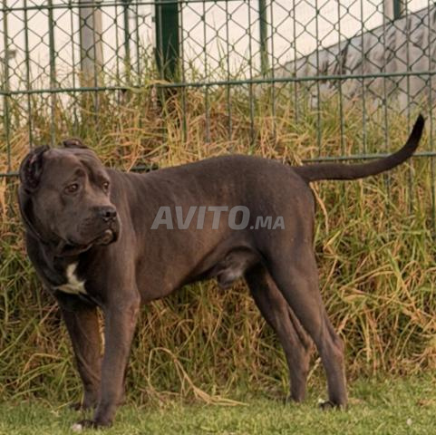 كلب cane corso ذكر