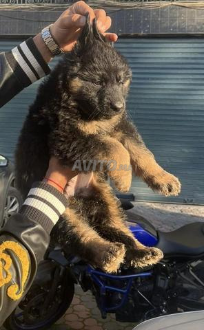 Berger allemand poils long