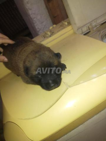 Malinois charbonné petit