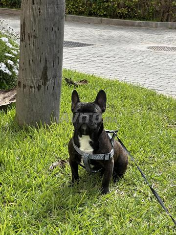 كلب بولدوج فرنسي للبيع مع إكسسوارات