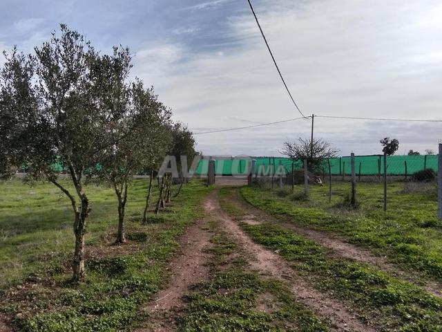 مزرعة موثقة في كموني - 2