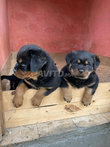 جراء روتويلر ذو نسب