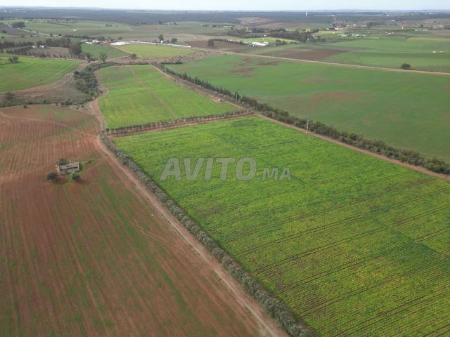 Terrain à vendre à 50 km de Rabat, superficie de 56 hectares - 2