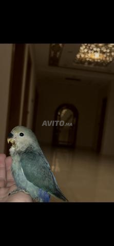 2 طيور 1 مدرب بشكل مثالي مع قفصه