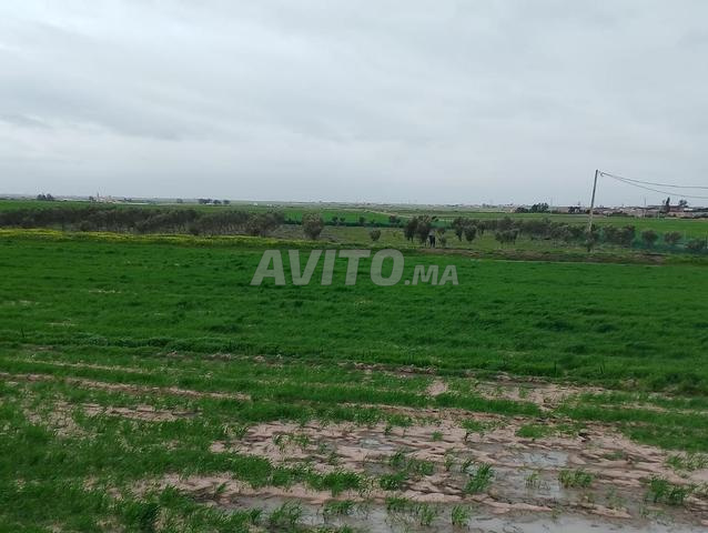 أرض فلاحية للبيع قرب خميس الزمامرة - 2