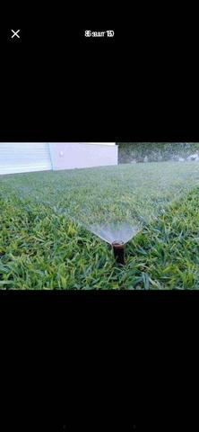 عشب طبيعي Gazons naturel