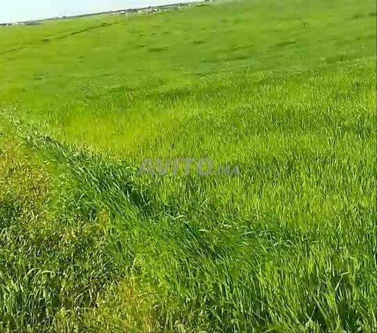 2 hectares agricoles titrés près de Tiflet, électricité - 2
