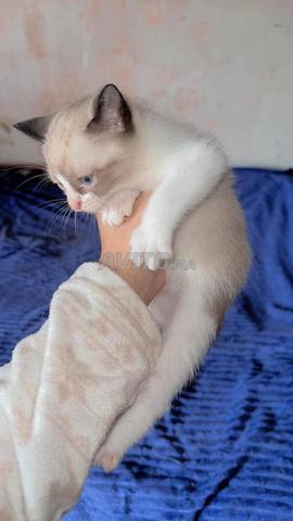 Chat Siamois pure race