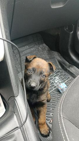 مالينو فحم ذكي