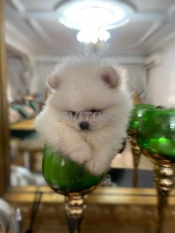 Spitz nain super mini