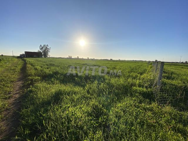 أرض للبيع بالبادية مساحة 10.000 متر بثمن مناسب