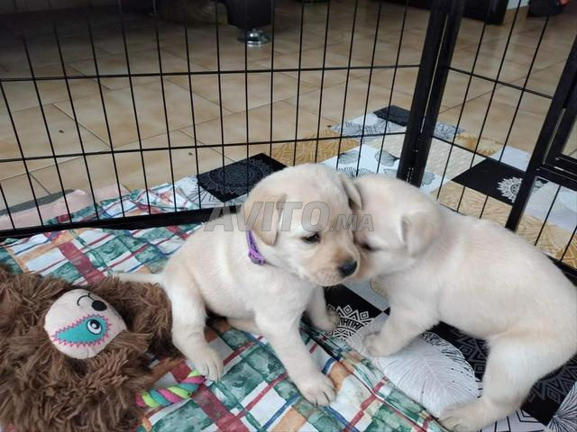 لبرادور أبيض رضيع