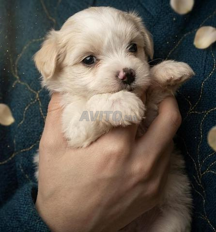 5 chiots bichons - 2