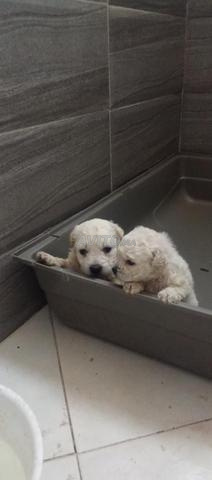 chiots bichon