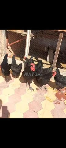 الداوديات اللوحة الرابعة - 2