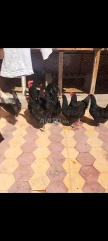 الداوديات اللوحة الرابعة