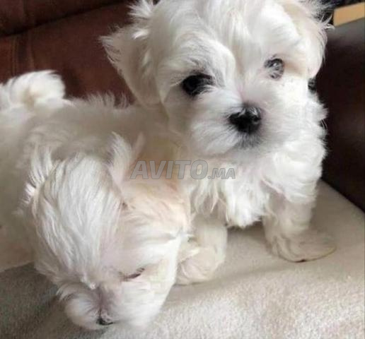 Bichon maltais pure race âgé de 50 jours