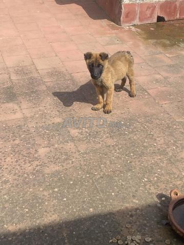 Chiot Malinois à vendre, un mois et demi - 2