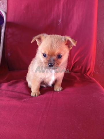 chiot chihuahua mâle - 2