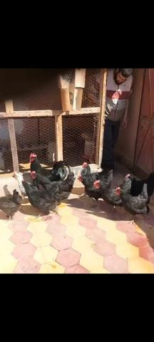 Al Daoudiate El Wahda 4ème - 2